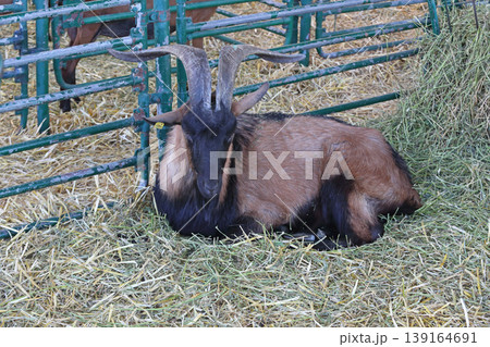 Alpine Goat Buck Alpine Goat Buck 139164691