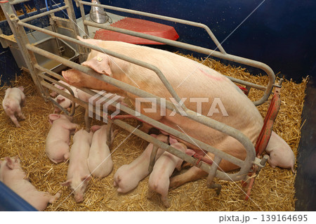 Farrowing Crate Pig Farm 139164695
