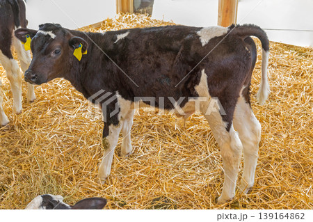 Black Calf Cow 139164862