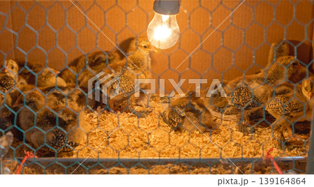 Chicks Brooder Box 139164864