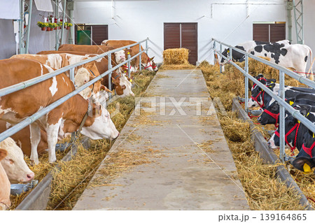 Dairy Barn Feeding Cows 139164865