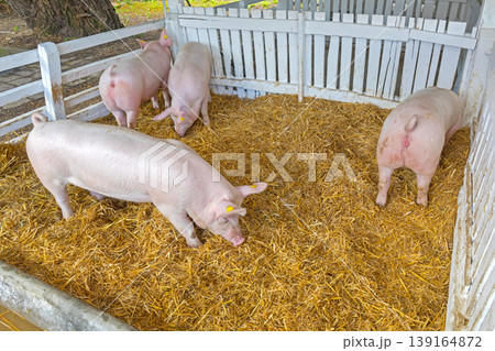 Pig Sty Farm Pig Sty Farm 139164872
