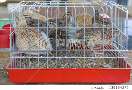 Quails Birds Cage 139164875