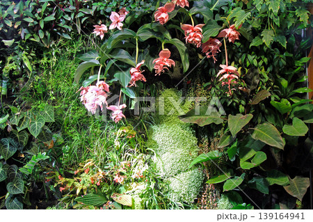 Vertical Orchids Garden Vertical Orchids Garden 139164941