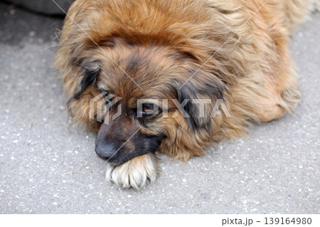 Stray Dog Street Stray Dog Street 139164980