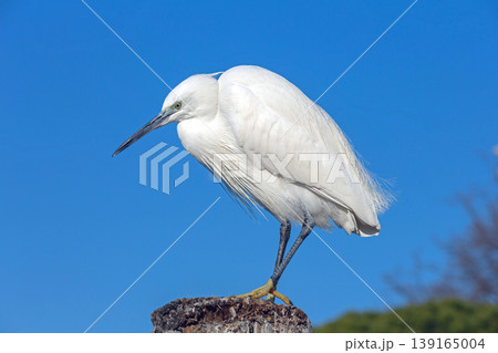 Bird White Egret Pillar Bird White Egret Pillar 139165004