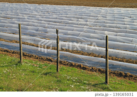 Greenhouse Floating Row Greenhouse Floating Row 139165031