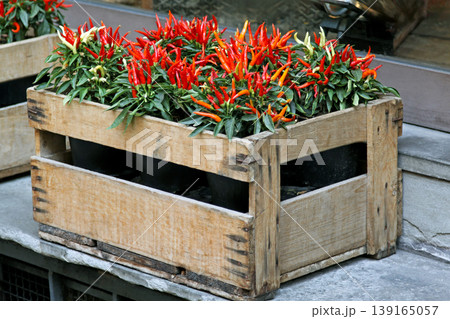Ornamental Pepper Plant Crate Ornamental Pepper Plant Crate 139165057