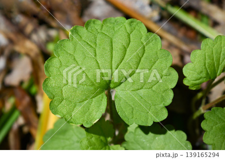 カキドオシの葉をクローズアップ 139165294