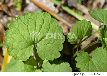 カキドオシの葉脈 139165295
