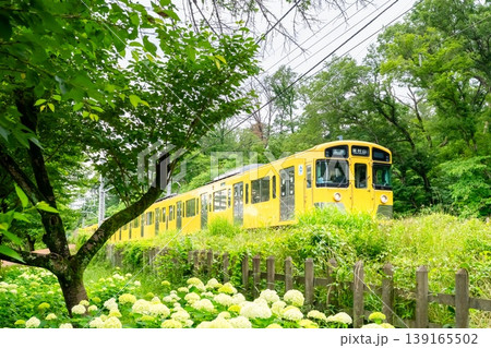 紫陽花と鉄道 西武線・西武園線 紫陽花と鉄道 西武線・西武園線 139165502