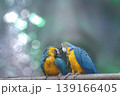 Variety of vividly vibrant colorful parrot Macaw sitting in dark background. 139166405