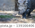 a rhinoceros bowing head down to eat or do something in some zoo in New Delhi India Asia 139166406
