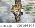Single big cat chita or leopard sitting in the afternoon rwalking by the fence in the reserved forest area . 139166408