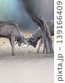 Two male deer with big antler fighting behind a tree trunk in the afternoon before Sunset selective focus 139166409