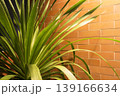 Close up of green tropical plant leaves with water droplets against a brown brick wall background with warm sunlight glow. 139166634