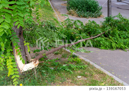 Broken tree after storm Broken tree after storm 139167053