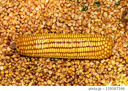 Raw corn clip 139167166