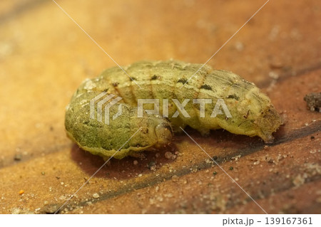 Closeup on a light green caterpillar of the Large yellow underwing moth, Noctua pronuba on wood 139167361