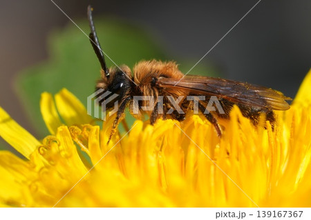 Detailed closeup of the male of the Grey-gastered mining bee, Andrena tibialis sitting on a yellow dandelion 139167367