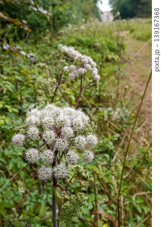 Vertical closeup on a white flowering wild Angelica sylvestris wildlfower 139167368