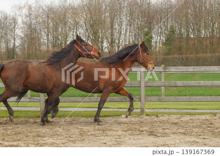 Two brown horses in a fenced paddock are shown trotting together, illuminated by soft natural light, exuding energy and companionship. 139167369