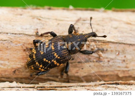 Close up of a Hylobius abietis weevil beetle crawling on wood with blurred background Close up of a Hylobius abietis weevil beetle crawling on wood with blurred background 139167375