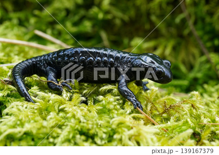 Closeup on the charcoal black Alpine salamander, Salamandra atra in the Austrian Carinthian Alps Closeup on the charcoal black Alpine salamander, Salamandra atra in the Austrian Carinthian Alps 139167379