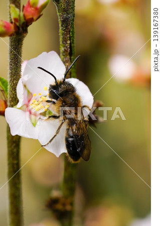 Closeup on a male of the endangered large Sallow mining bee, Andrena apicata on a white cherry flower Closeup on a male of the endangered large Sallow mining bee, Andrena apicata on a white cherry flower 139167380