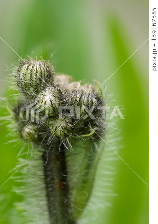 Vibrant Orange Hawkweed Bloom: A Close-Up of Nature's Beauty and Detail in a Verdant, Serene Outdoor Landscape Vibrant Orange Hawkweed Bloom: A Close-Up of Nature's Beauty and Detail in a Verdant, Serene Outdoor Landscape 139167385