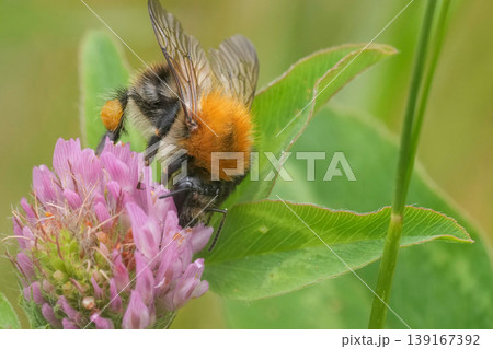 Closeup on a Common brown banded bumblebee, Bombus pascuorum drinking nectar from the red clover flower 139167392