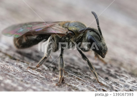 Detailed extreme closeup of on a female small green metallic sweat bee Lasioglossum morio 139167393