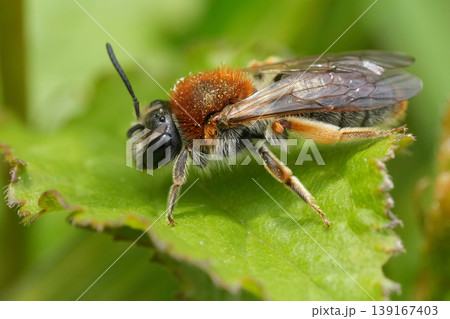 Closeup on a colorful vibrant red female Early or red-tailed mining bee, Andrena haemorrhoa hiding in the green vegetation 139167403