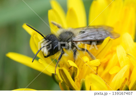 Closeup on a grey-backed mining bee, Andrena vaga in a yellow dandelion flower in the garden 139167407