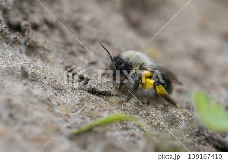 Closeup on a female grey-backed mining bee, Andrena vaga walking over a sandy ground loaded with yellow pollen Closeup on a female grey-backed mining bee, Andrena vaga walking over a sandy ground loaded with yellow pollen 139167410