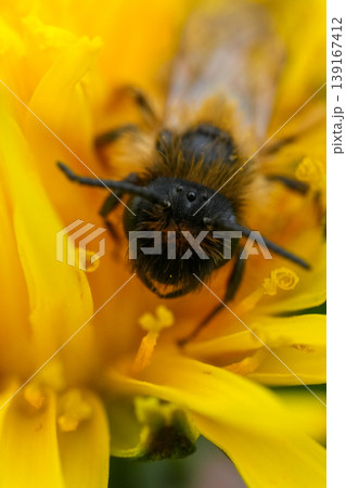 Vertical facial closeup on a male Yellow-legged Mining Bee, Andrena flavipes on a yellow dandelion Vertical facial closeup on a male Yellow-legged Mining Bee, Andrena flavipes on a yellow dandelion 139167412