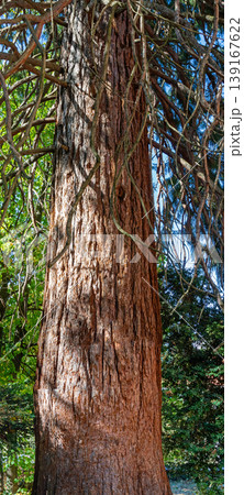 Giant redwood sequoia tree Giant redwood sequoia tree 139167622