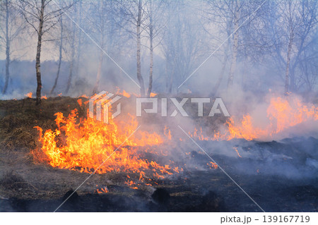 Wild fire burns young birch trees. Forest fire damages environment burns trees and dry grass in spring in the evening Wild fire burns young birch trees. Forest fire damages environment burns trees and dry grass in spring in the evening 139167719