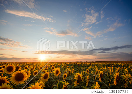 Sunflower field against beautiful sunset and charming sky with small clouds illuminated by last sun rays Sunflower field against beautiful sunset and charming sky with small clouds illuminated by last sun rays 139167725