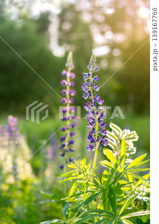 Flower of lupine in the field Flower of lupine in the field 139167760