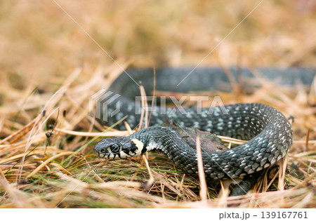 Grass snake in grass in the forest 139167761