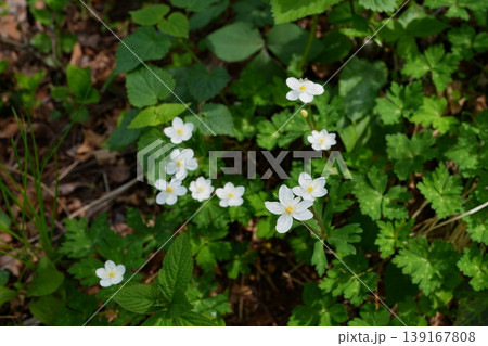 ニリンソウの花 139167808