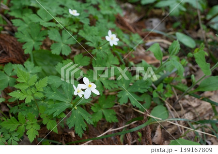 ニリンソウの花 ニリンソウの花 139167809