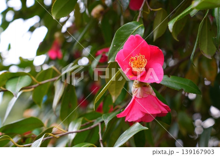 椿の花 139167903