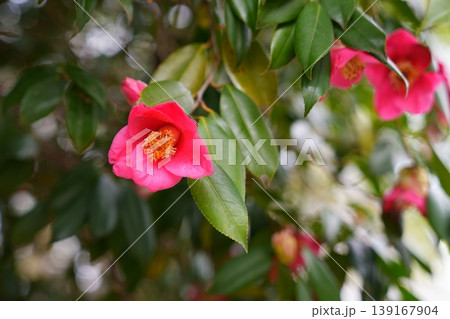 椿の花 139167904