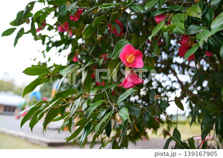 椿の花 139167905