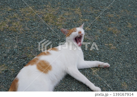 寝転ぶ猫 寝転ぶ猫 139167914