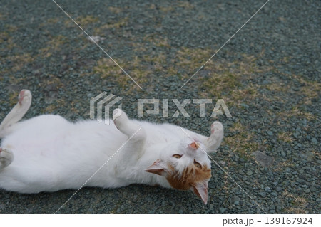 寝転ぶ猫 寝転ぶ猫 139167924