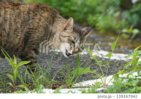 草を食べるネコ 草を食べるネコ 139167942