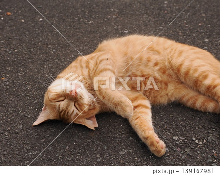 リラックスしている猫 リラックスしている猫 139167981